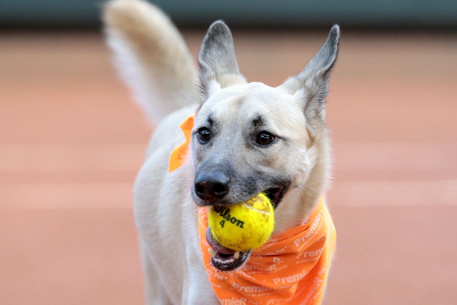 Anjing%20yang%20bertugas%20sebagai%20ballboy%20menjadi%20hiburan%20tersendiri%20di%20turnamen%20Brasil%20Terbuka.