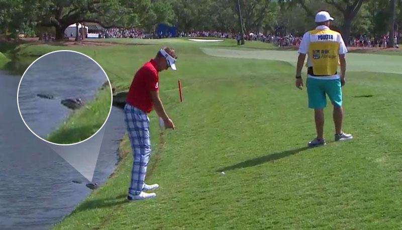 Seekor buaya liar mengintai Ian Poulter saat mengikuti turnamen golf di Amerika Serikat. - INDOSPORT