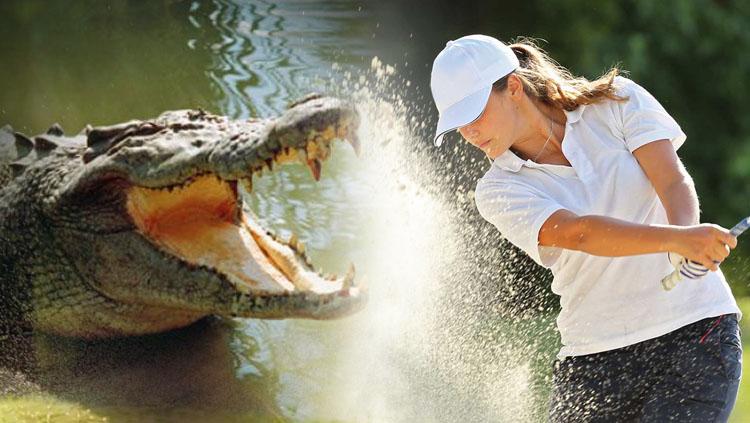 Ilustrasi Buaya dan Pegolf. - INDOSPORT