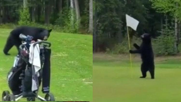 Beruang yang menggangu sebuah pertandingan golf di Amerika Serikat.