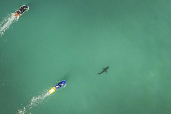 Penampakan hiu putih saat Mick Fanning pemanasan di Jeffreys Bay. Copyright: LondonEveningStandard