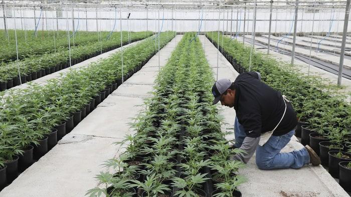 Ilustrasi lahan ganja legal di Amerika Serikat. Copyright: Rolling Stone