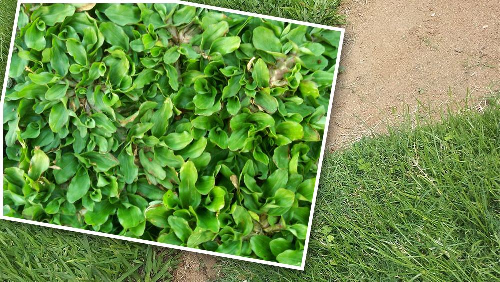 Rumput Manila dan Rumput Bermuda - INDOSPORT