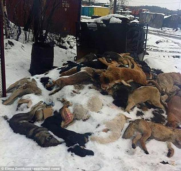 Pemerintah Rusia dikabarkan juga melakukan pemusnahan terhadap anjing-anjing liar. Copyright: Daily Mail