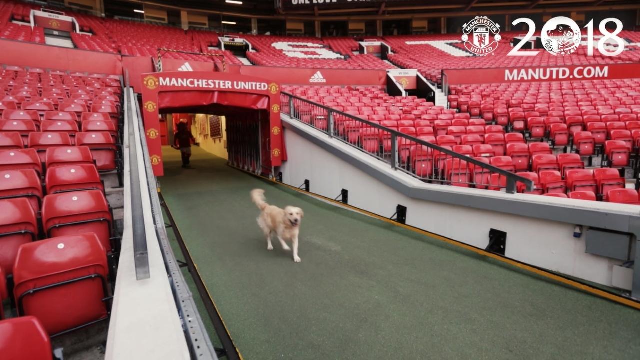 Anjing jenis Golden Retriever melakukan tur di Old Trafford Copyright: manutd.com