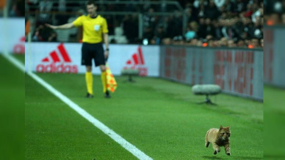 Seekor kucing masuk lapangan dalam laga Liga Champions antara Besiktas vs Bayern Munchen.