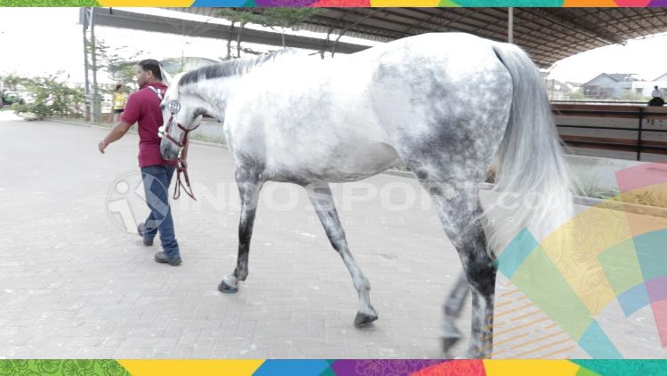 Kuda yang akan dipacu di Asian Games 2018.