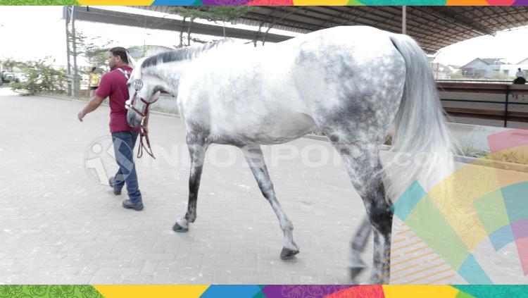 Kuda yang akan dipacu di Asian Games 2018. - INDOSPORT