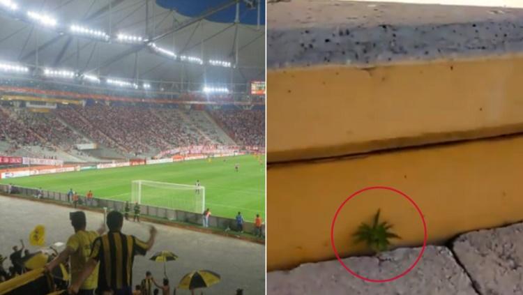 Ganja ditemukan tumbuh subur di stadion Uruguay