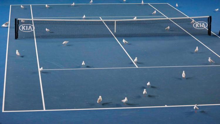 Burung Camar membuat pertandingan Australia Terbuka 2019 tertunda hingga tengah malam