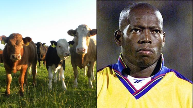 Faustino Asprilla merasa depresi setelah hewan ternaknya dicuri.