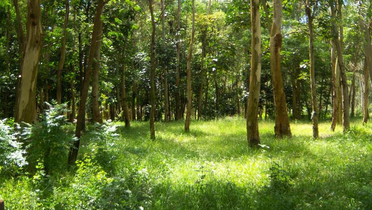 Eucalyptus di Panaad Filipina Copyright: Flickr