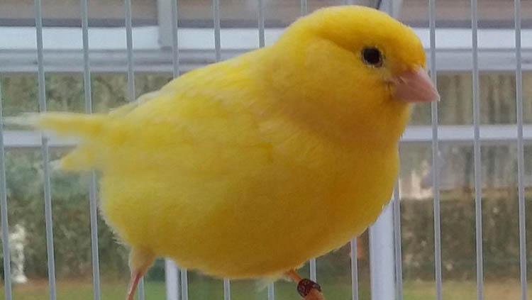 Burung kenari menjadi salah satu hewan yang banyak ditemui di Norwich City. Copyright: Fly Babies Aviary