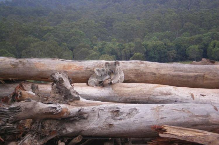 Dua koala yang kebingungan mendapati habitatnya telah menjadi gersang, Copyright: WWF Copyright: WWF