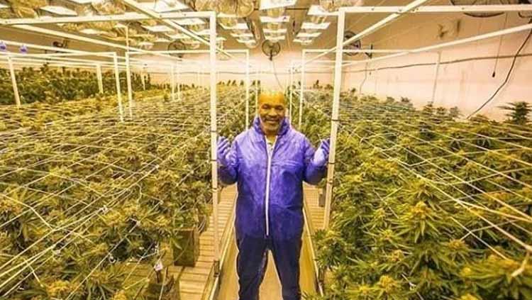Mike Tyson diketahui memiliki keinginan untuk membangun pusat hiburan bertema ganja di California, Amerika Serikat.