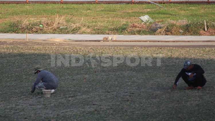 Pekerja menanam rumput baru di Stadion Gelora 10 November.