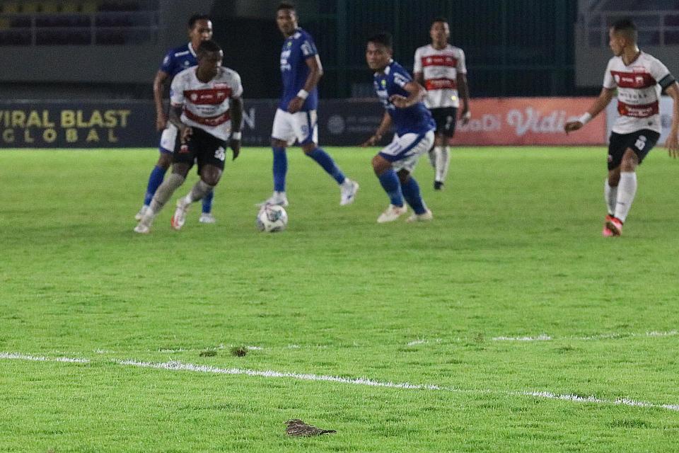 Seekor burung tampak ikut menikmati kelembutan rumput lapangan, saat pertandingan Madura United melawan Persib Bandung dalam laga pekan ke-15 kompetisi BRI Liga 1 2021/2022 di Stadion Manahan Solo, Sabtu (11/05/21). Burung itu bertahan sekitar 30 detik, sebelum kemudian pergi ketika bola mendekat.
