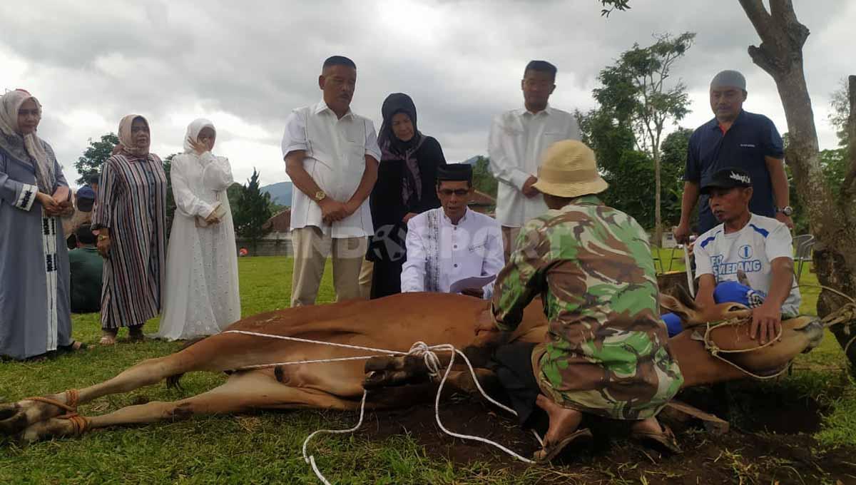 Komisaris PT Persib Bandung Bermartabat (PBB), Umuh Muchtar, rayakan Idul Adha dengan kurban sapi di kediamannya di Tanjungsari, Kabupeten Sumedang, Minggu (10/07/22).
