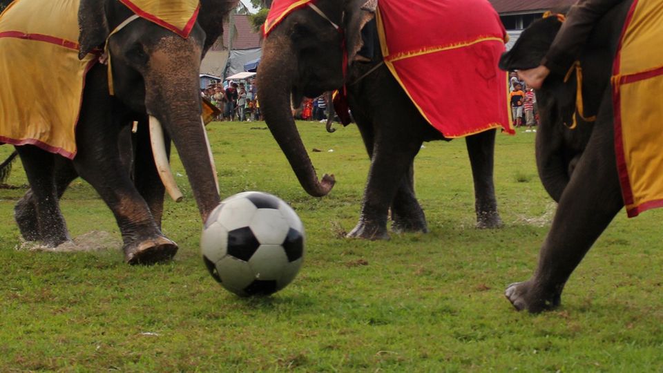 Gajah bermain sepakbola. Copyright: © INTERNET