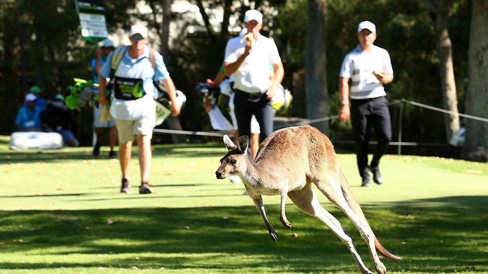 Seekor Kanguru saat sedang melintas dalam kompetisi golf yang digelar di Australia. Copyright: © The European Tour