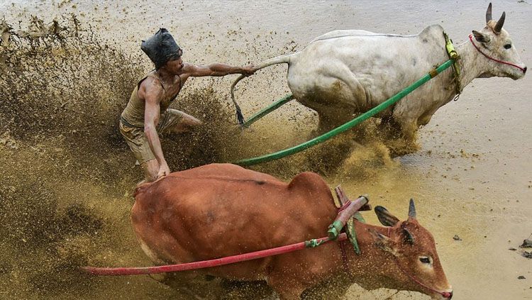 Kompetisi, yang disebut Pacu Jawi, telah diadakan untuk menandai akhir musim padi di Sumatera Barat. Copyright: &copy; Riau Images/Bancroff Images