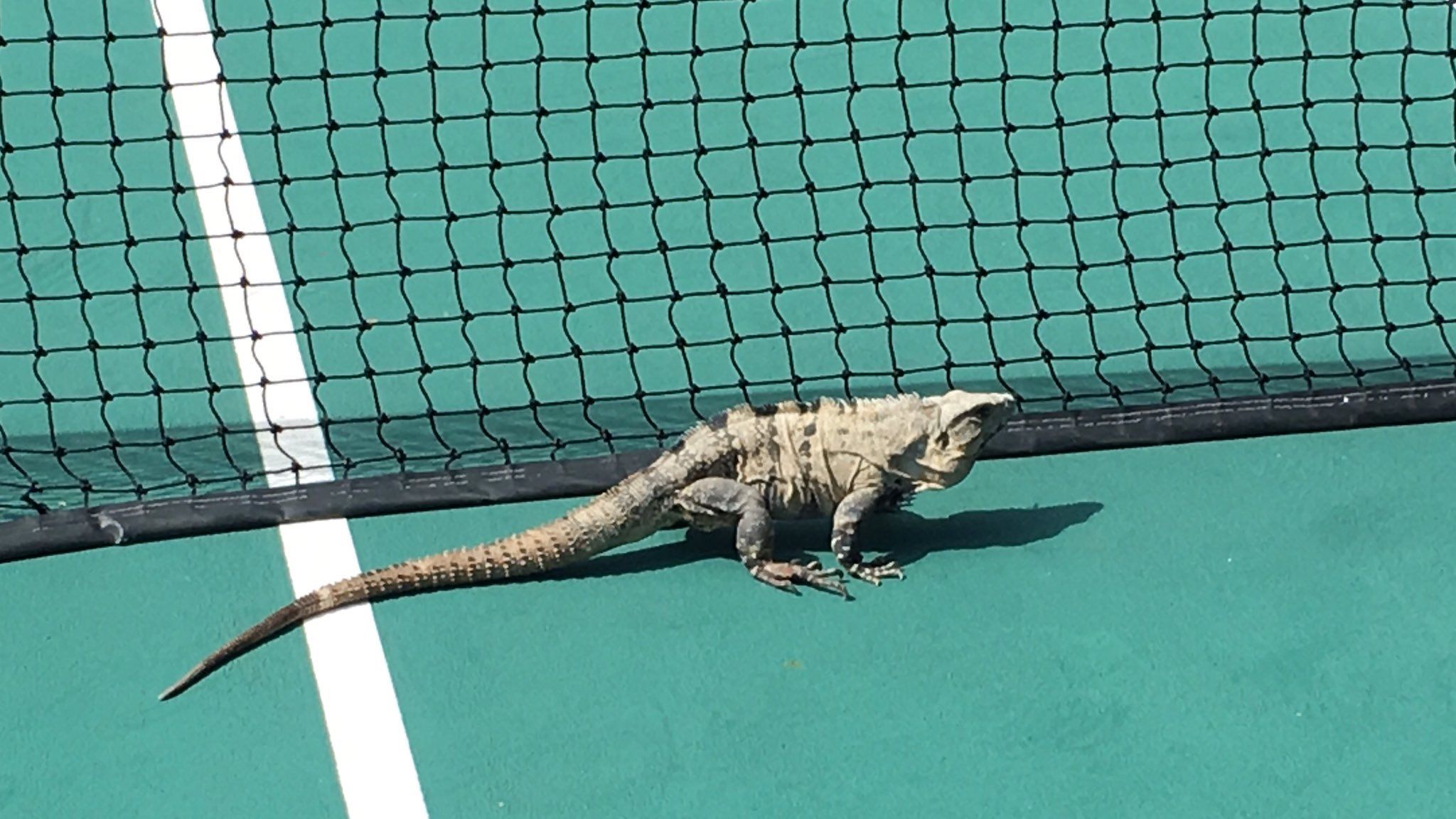 Seekor Iguana ikut 'meramaikan' turnamen tenis Miami Open 2017. Copyright: © Twitter