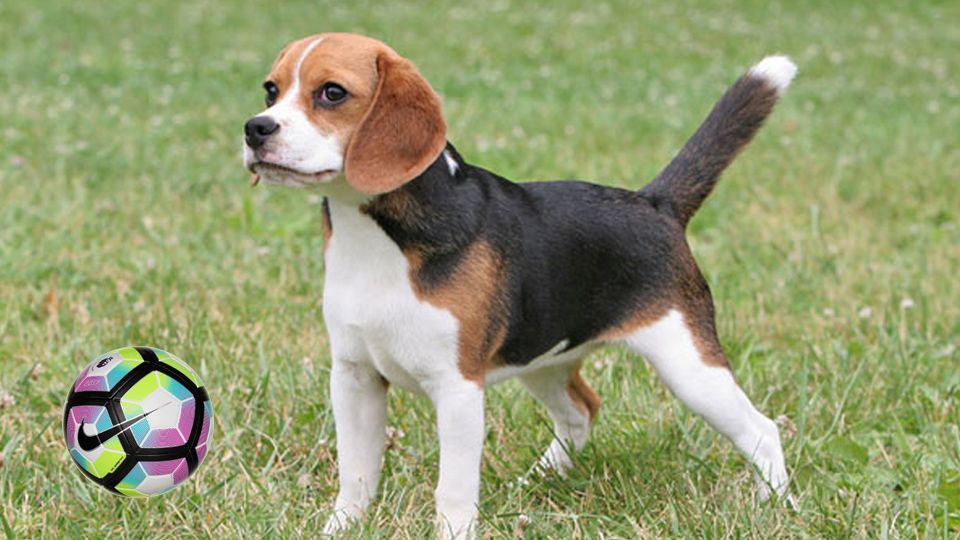 Seekor anjing beagle mampu melewati sejumlah pesepakbola di Liga Inggris. Copyright: &copy; Amazonaws/pulselive/INDOSPORT