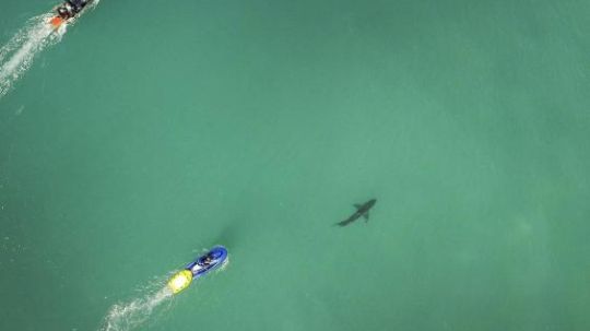 Penampakan hiu putih  Copyright: &copy; LondonEveningStandard