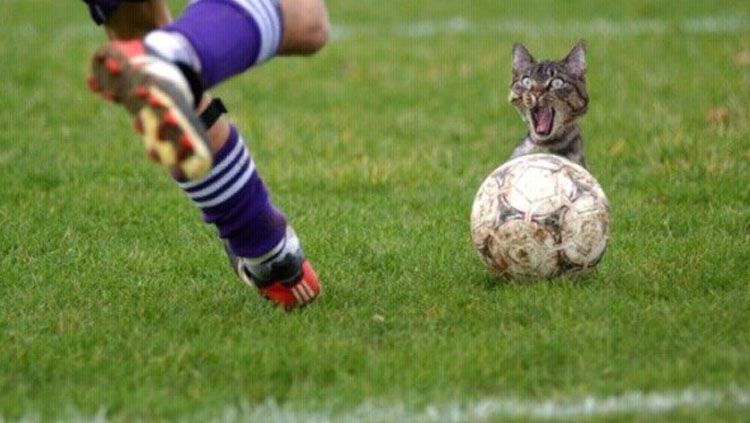 Ilustrasi kucing dan sepakbola Copyright: © CollegeHumor