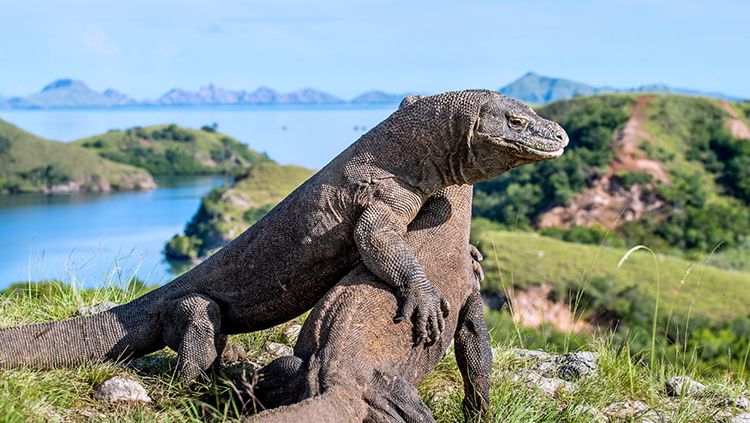 Pulau Komodo, salah satu spot terbaik di Labuhan Bajo. Copyright: © rappler.com