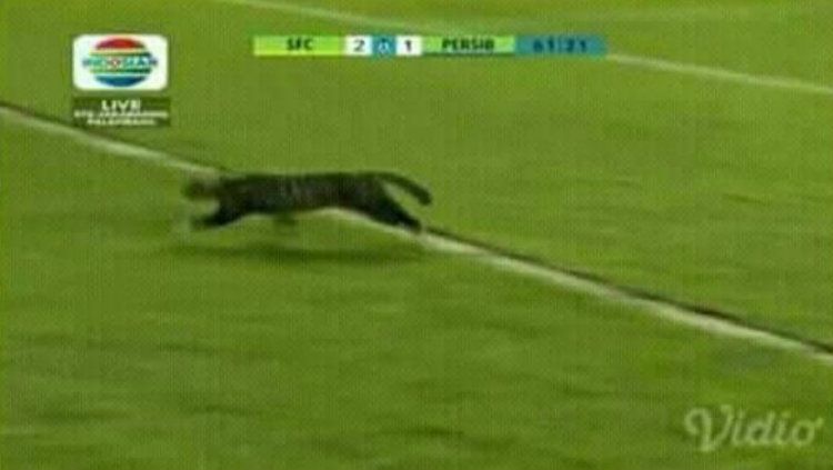Terdapat seekor kucing yang masuk ke dalam lapangan. Copyright: © Twitter/@anggaimaginer