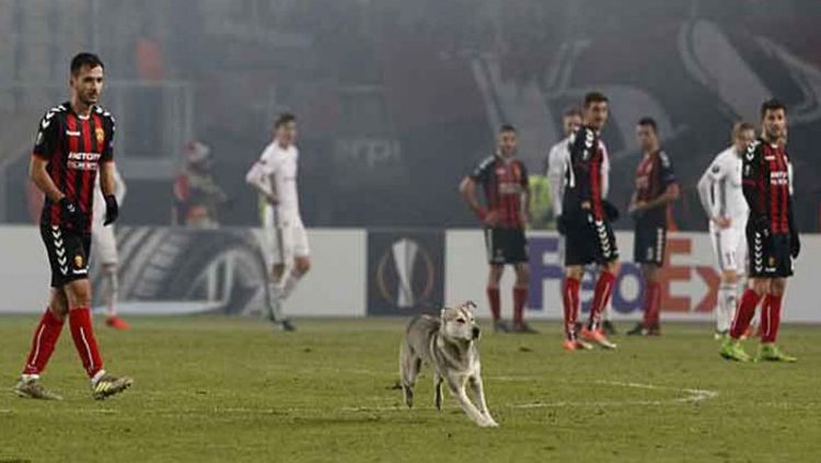 Hewan Lucu Yang Menghentikan Pertandingan Sepakbola. Copyright: © Getty Images