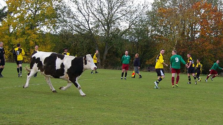 Hewan yang menghentikan pertandingan sepakbola. Copyright: © Getty Images