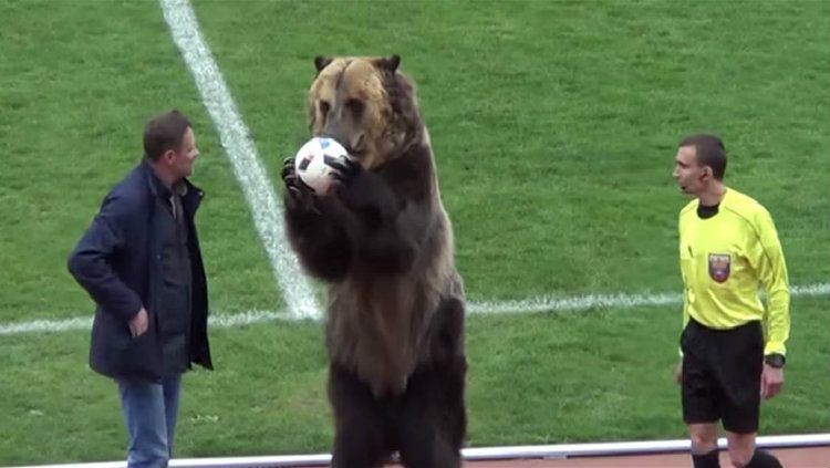 Beruang digunakan sebagai pertunjukan di divisi tiga Liga Rusia Copyright: © Getty Images