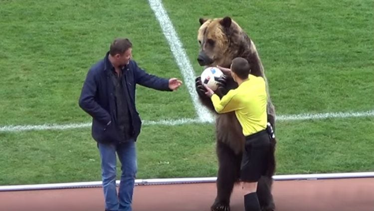 Beruang digunakan sebagai pertunjukan di divisi tiga liga rusia Copyright: © Getty Images