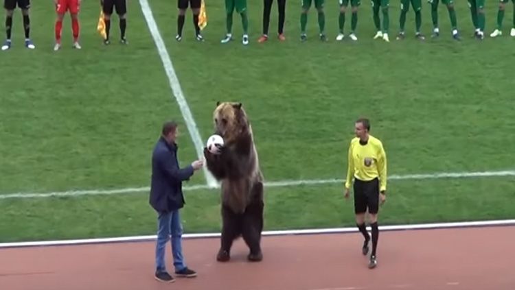 Tima, Beruang Sirkus di Sepakbola Rusia Copyright: © Youtube