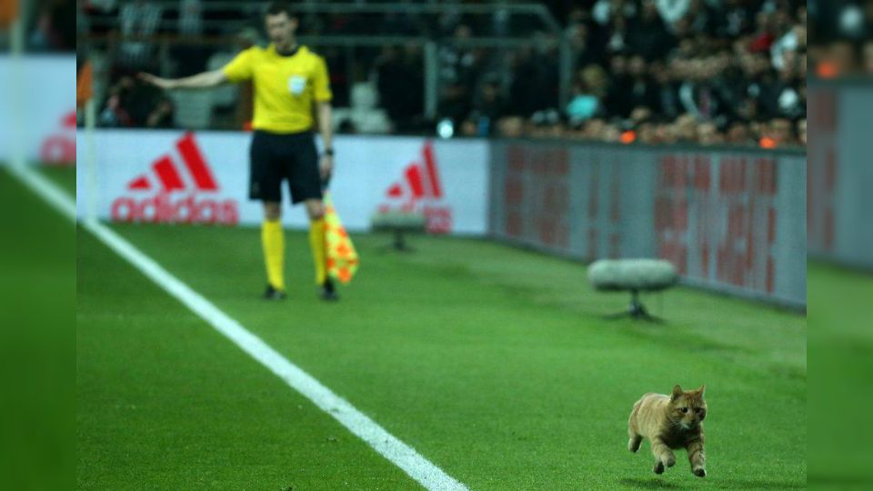 Seekor kucing masuk lapangan dalam laga Liga Champions antara Besiktas vs Bayern Munchen. Copyright: © Getty Images