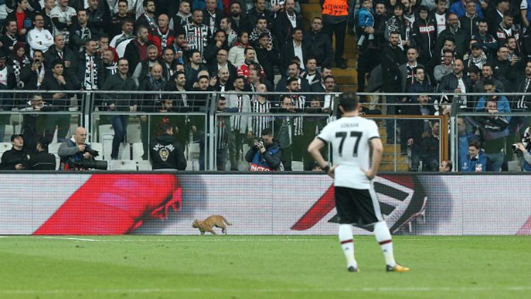 Seekor kucing masuk lapangan dalam laga Liga Champions antara Besiktas vs Bayern Munchen. Copyright: © Getty Images