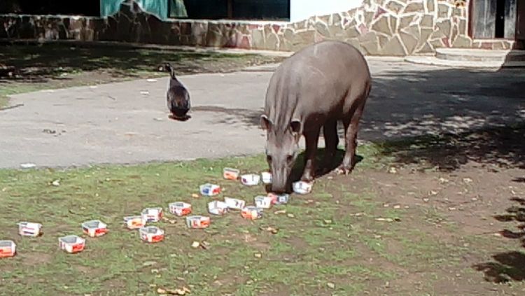 Tapir yang prediksikan Kroasia menang Piala Dunia 2018. Copyright: &copy; Limpopo Zoo