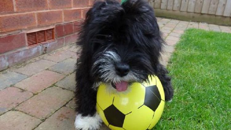 Alfie si Ronaldog Copyright: &copy; DogTrust