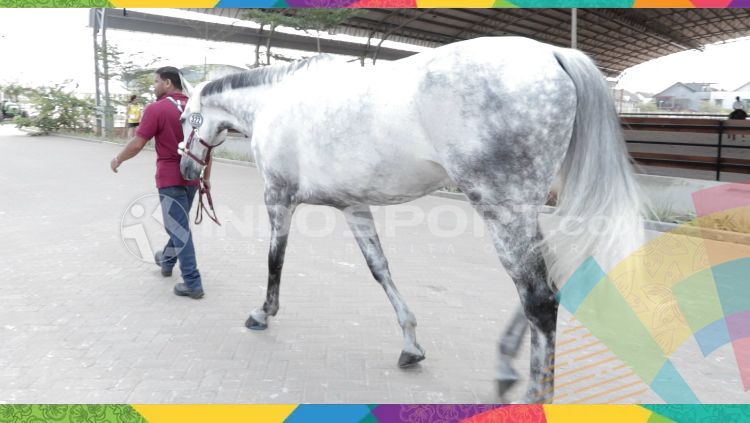 Kuda yang akan dipacu di Asian Games 2018. Copyright: © INDOSPORT