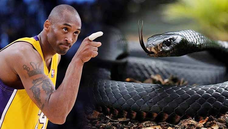 Legenda basket NBA dan LA Lakers, Kobe Bryant yang meninggal dunia akibat kecelakaan helikopter menjuluki dirinya sendiri seperi ular jenis Black Mamba. Copyright: © Harry How/Getty Images/animal corner